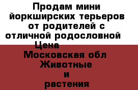 Продам мини йоркширских терьеров от родителей с отличной родословной › Цена ­ 13 000 - Московская обл. Животные и растения » Собаки   